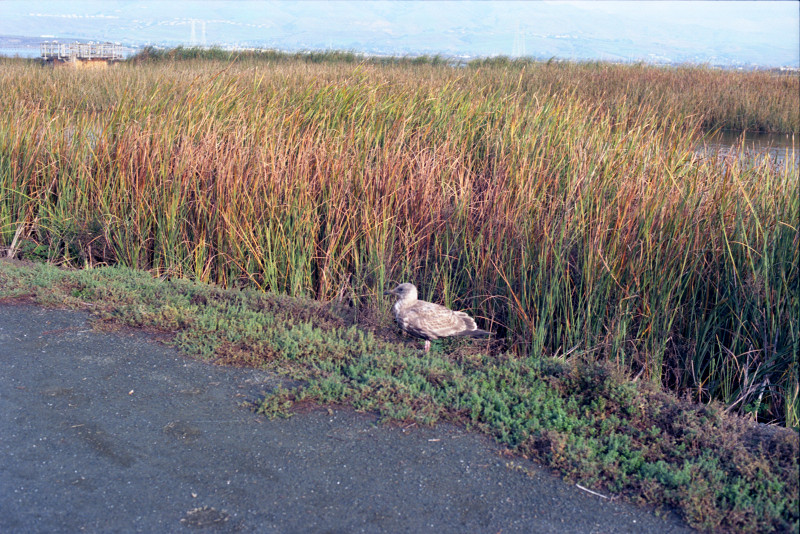 Gull hiding in the reeds, Don Edwards Wildlife Refuge, Alviso.