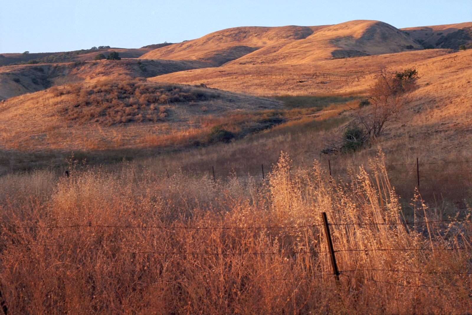 Hillside grasslands east of Bailey Avenue glowing reddish-gold shortly before sunset. The hills are higher here, and take up more of the picture. The wire fence decorates the lower part of the compositon.