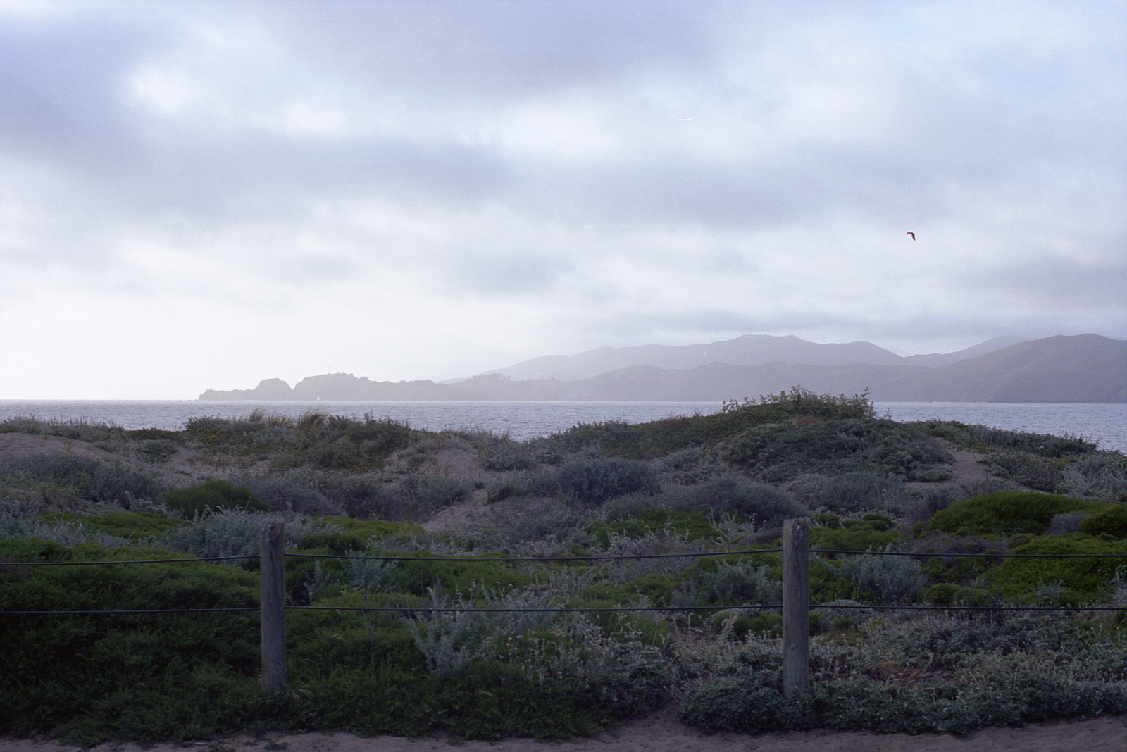 Fog and seagull at Baker Beach, San Francisco.