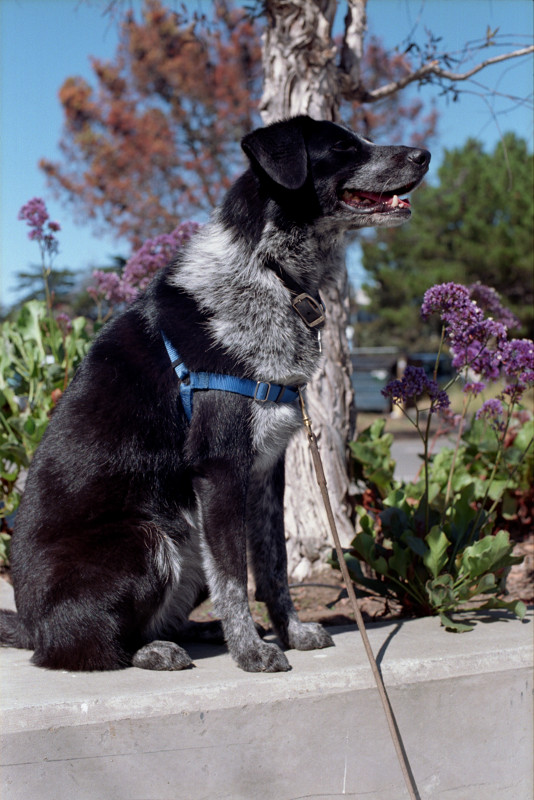 Border collie at Berkeley Marina looking content.