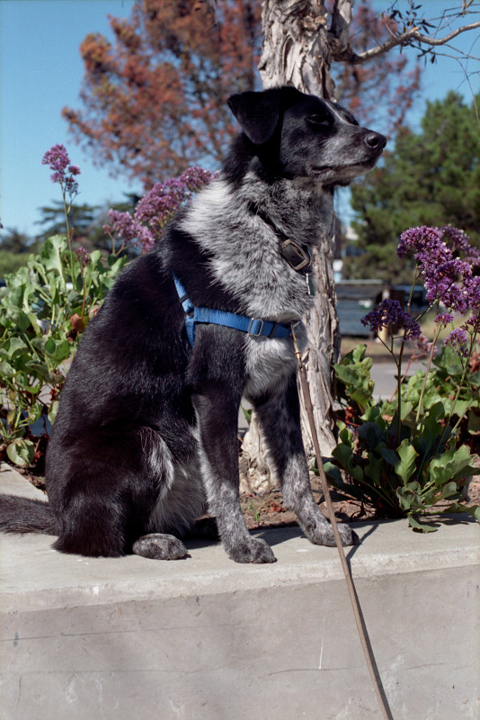 Border collie at Berkeley Marina looking.