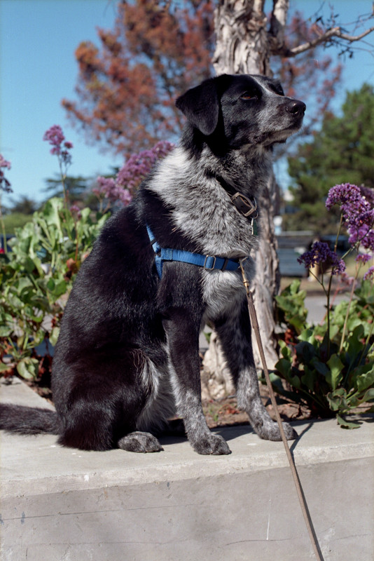 Border collie at Berkeley Marina wondering.