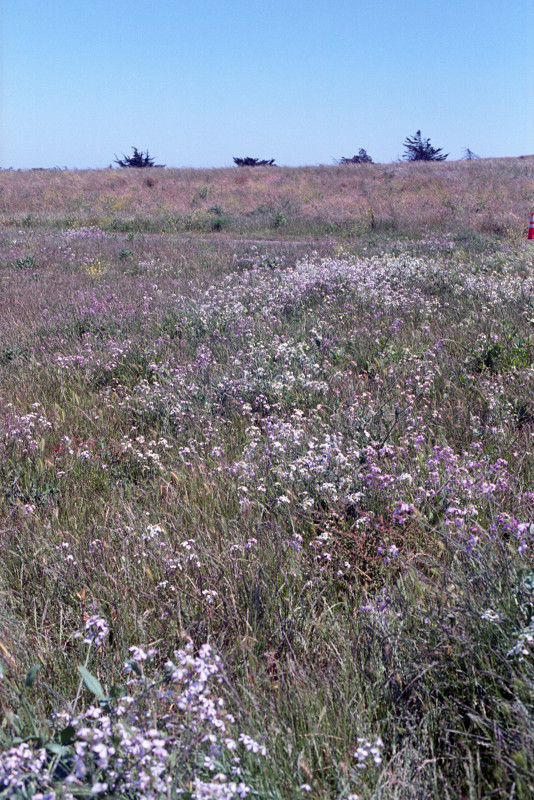 By the Bay Hillside - carpet flowerlets on a hillside at Berkeley Marina