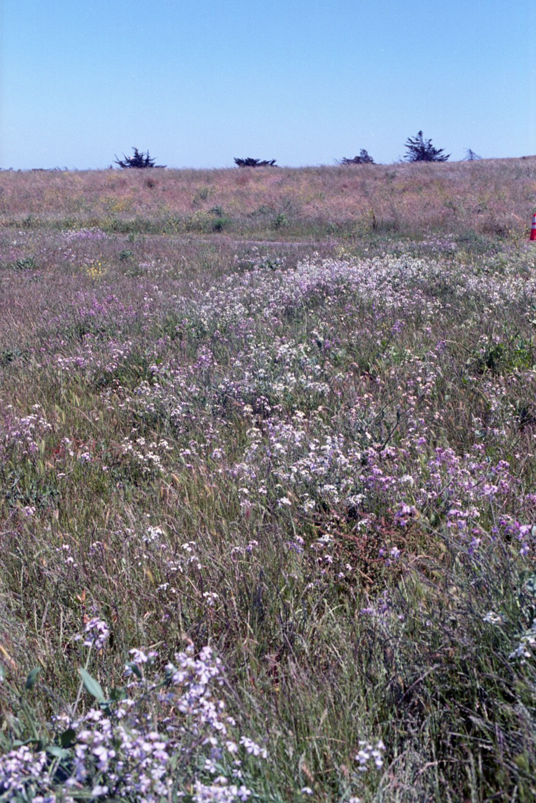 By the Bay Hillside - carpet flowerlets on a hillside at Berkeley Marina