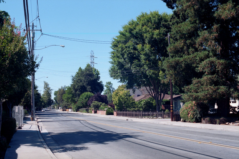 Quiet street lined with magnificent trees