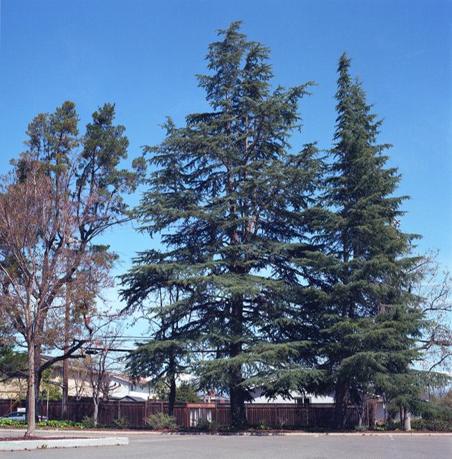 Roy Butcher Park, Cambrian, San Jose.