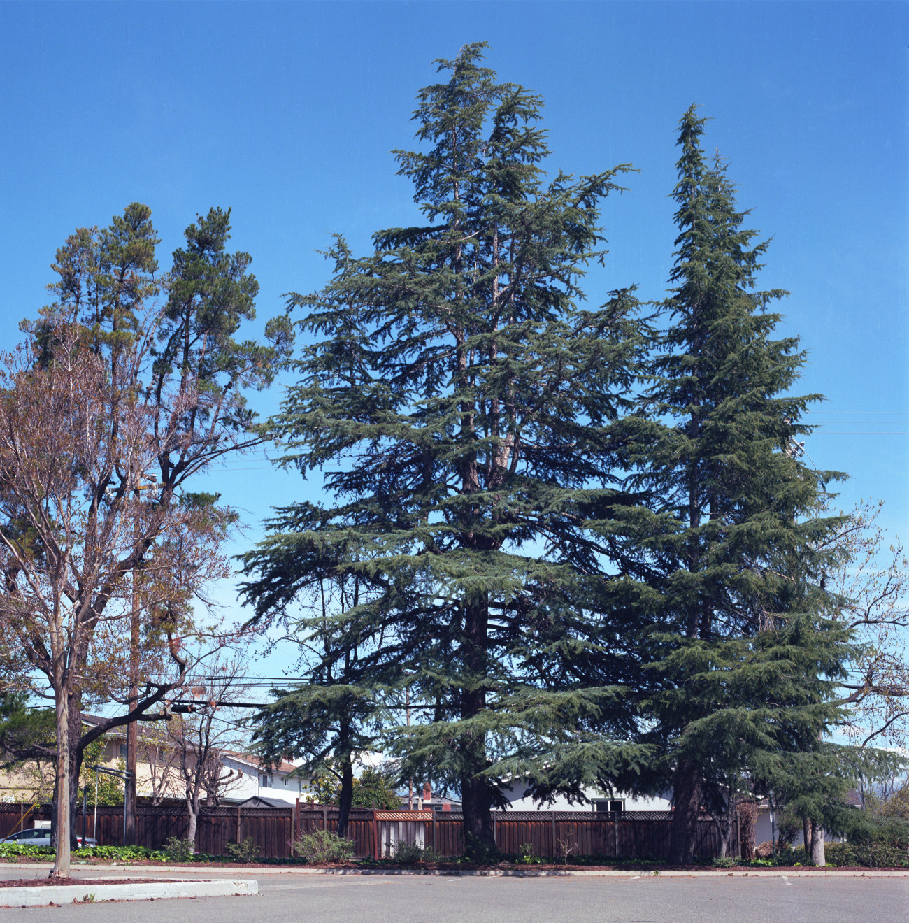 Roy Butcher Park, Cambrian, San Jose.