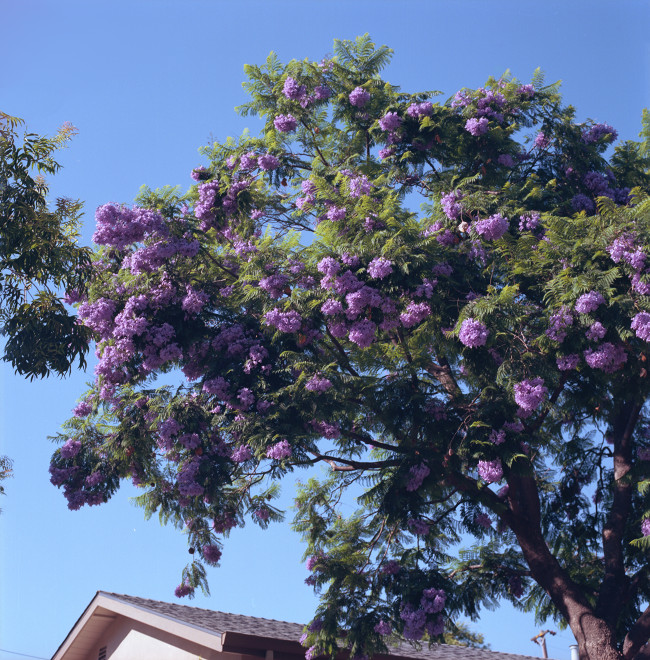 Jacaranda Season, Cambrian, San Jose.