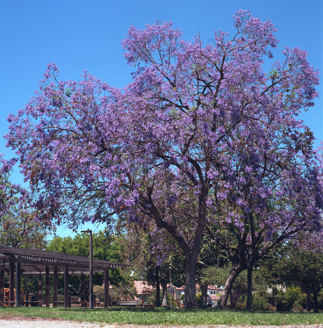 Branham Park, Cambrian, San Jose.