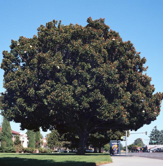 Magnolia at Campbell Heritage Theater