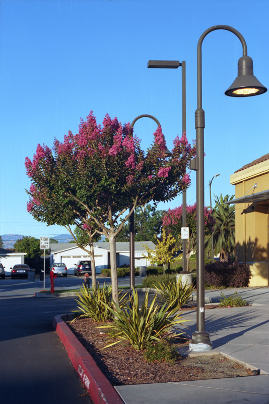 Row of dark pink crepe myrtle trees in a shopping center