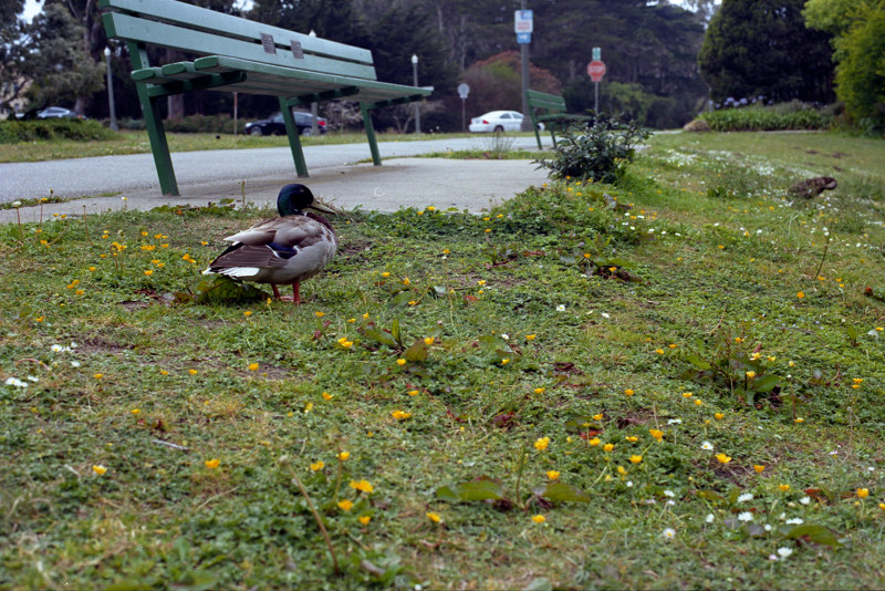 Mallard drake at Chain of Lakes, Golden Gate Park, San Francisco.