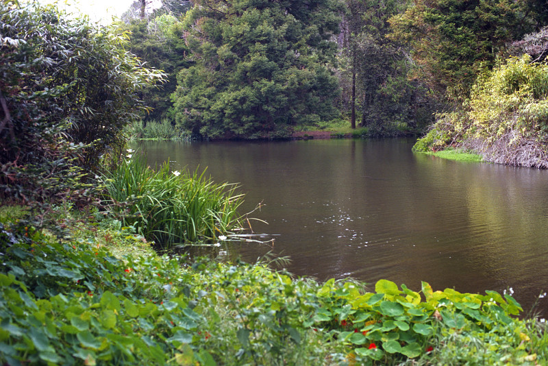 Pond in Golden Gate Park, San Francisco.
