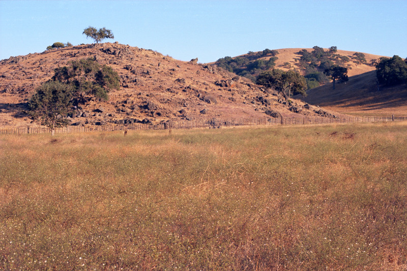 Lonely oak on a hill, Hale Avenue, Santa Clara County.
