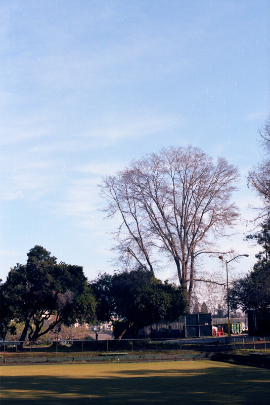 Tree near border of Lake Merritt Park, Oakland, at sunset; 