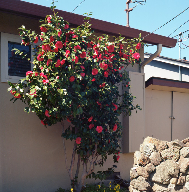 Camellia flowers on the tree.