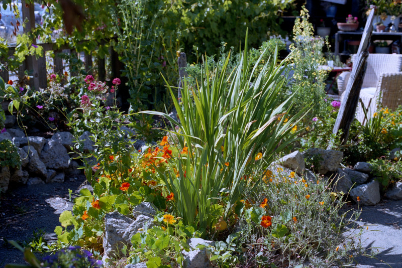Plants of all kinds in a garden nursery