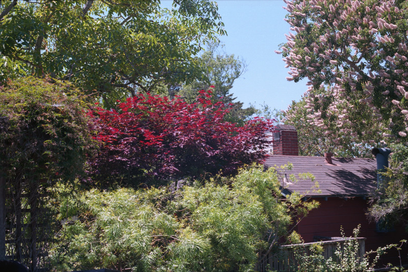 Primavera Homestead - home in its forest, trees of different sizes shapes colors