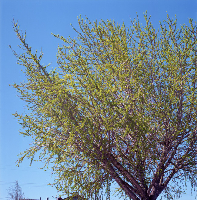 Tree in new leaf in the Spring.