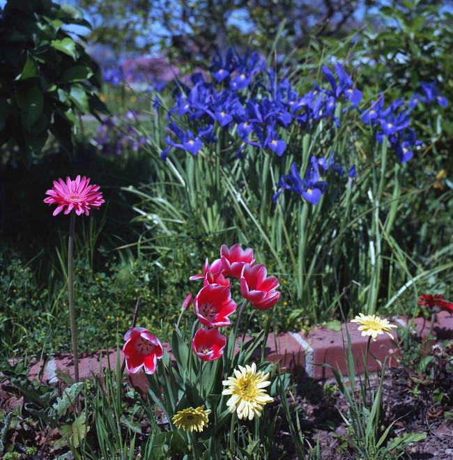 Primavera Singing - Spring flowers singing song of thanks to the Sun
