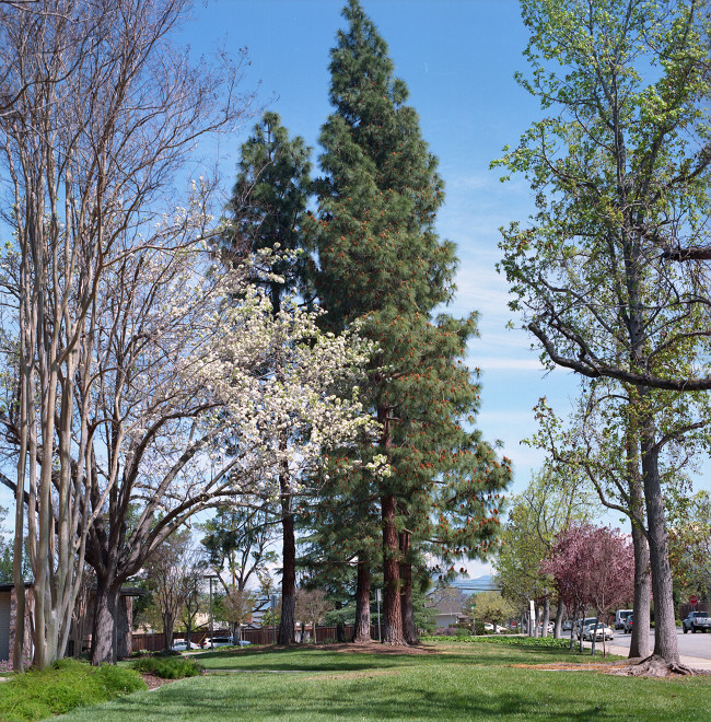 Little tree in blossom among the taller trees around it.