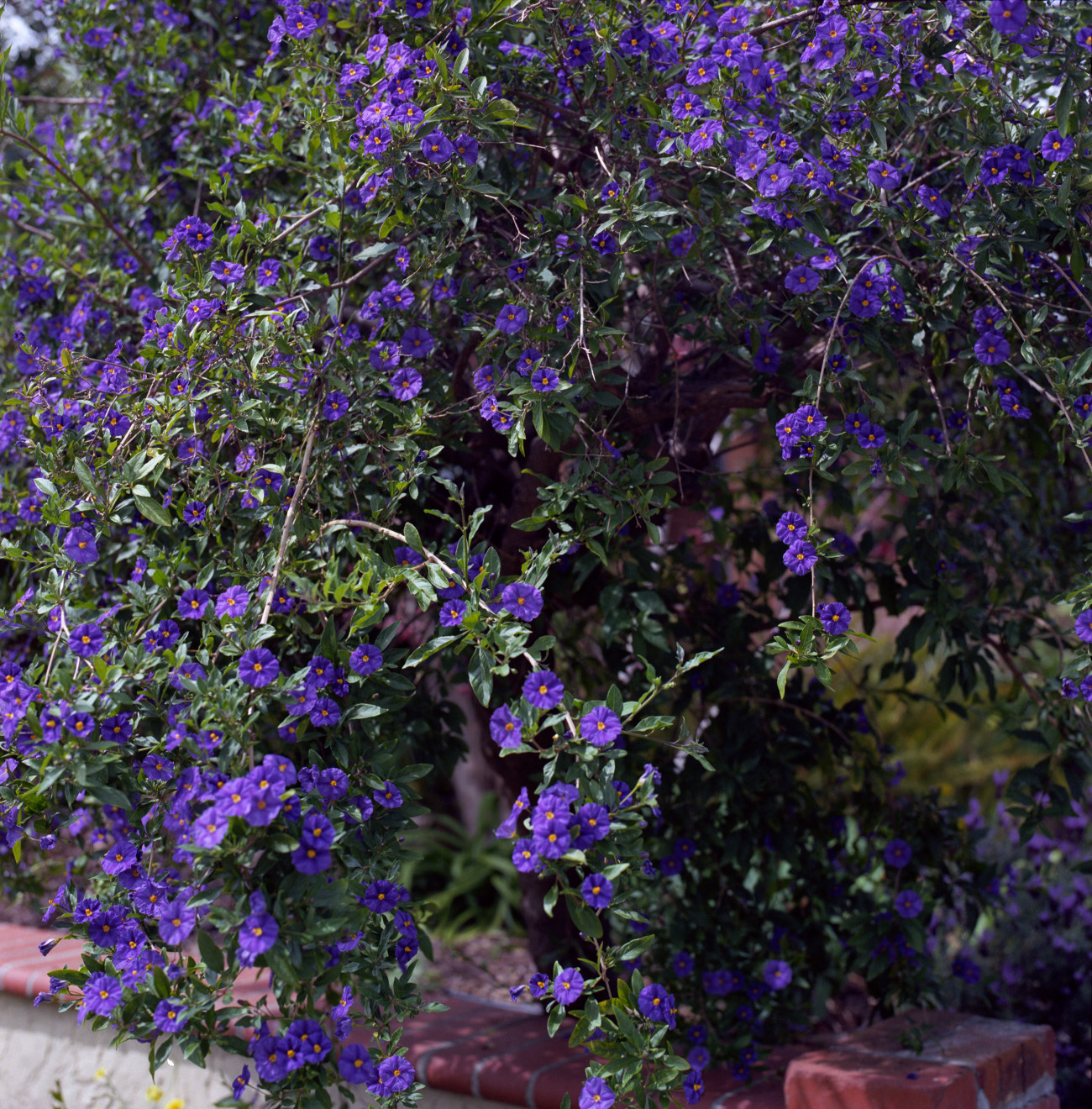 Primavera Wall - Retaining wall along the flower garden