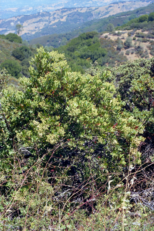 Looking down into a canyon in Sierra Azul; long view beyond.