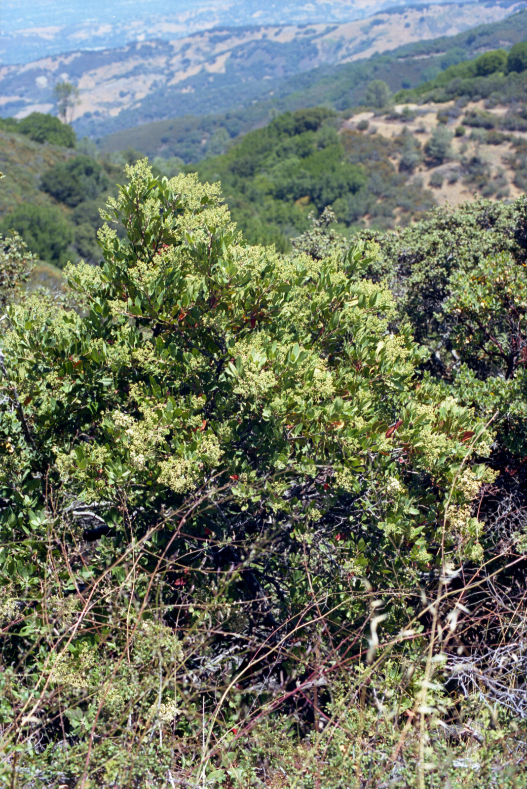 Looking down into a canyon in Sierra Azul; long view beyond.