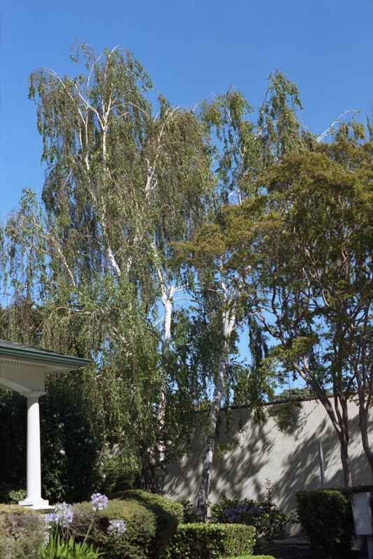 Birch trees in a yard downtown Willow Glen