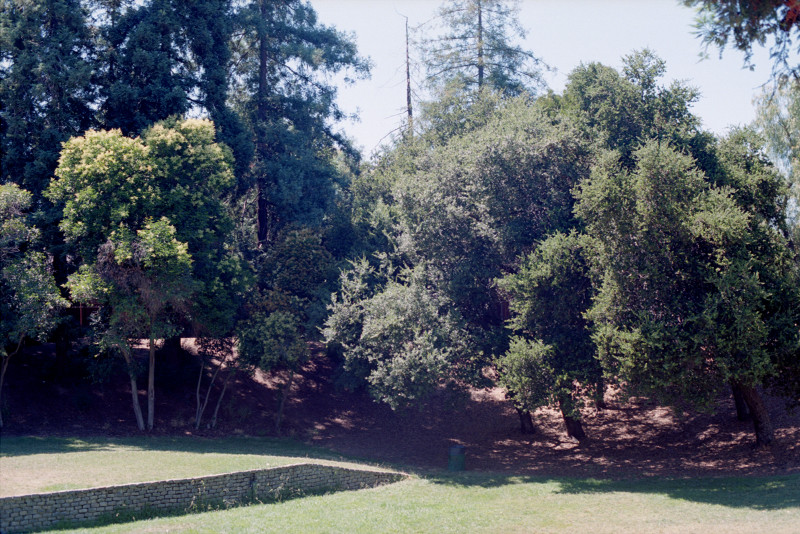 Willow Glen Forest, Willow Glen Park