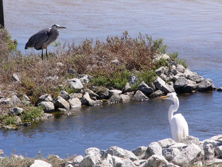 Heron standoff at Don Edwards Wildlife Refuge.